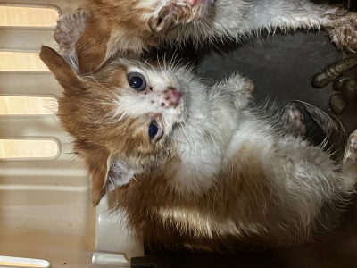 사단법인 동부_426340202500686